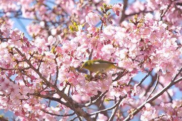 保土谷公園の河津桜
