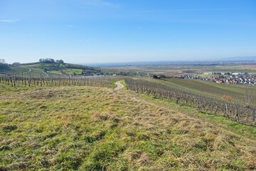 landscape at the vineyard in auggen in southern germany. 