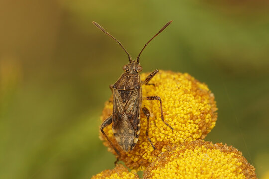 Closeup on a Stictopleurus punctatonervosus shieldbug on a yellow Tansy flower , Tanacetum vulgare