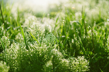 Wild green grass with morning dew at sunrise. Macro image