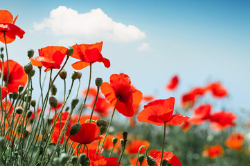 Red poppy flowers against the blue sky. - obrazy, fototapety, plakaty