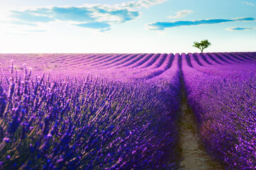 Blooming lavender fields at sunset in Provence, France