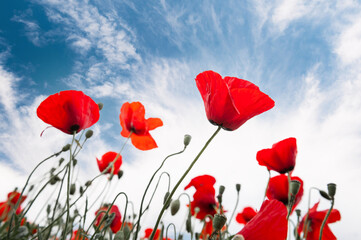 Red poppy flowers against the blue sky.