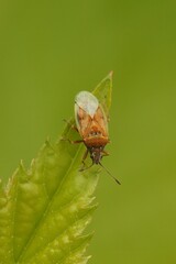 Closeup on a small Birch catkin bug, Kleidocerys resedae on a a green leaf