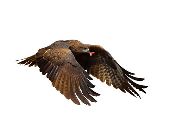 Black kite flying isolated on transparent background png file