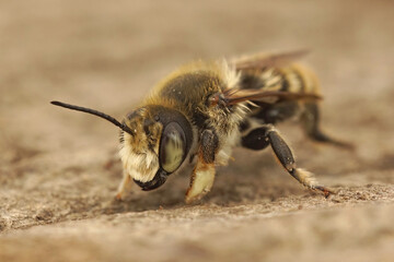 Closeup on a male Costal leafcutter bee, Megachile maritima, showing well it's remarkably thick thigh or femur
