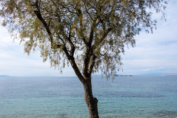 Greek seascape. Rippled blue sea water behind view of an old tree trunk with dry and fresh leaf.