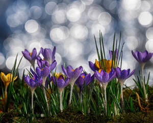 spring crocus flowers