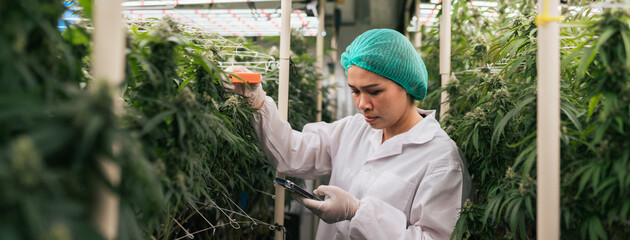 Asian woman cannabis researcher use application on smartphone with device sensor check lighting and spectrum from LED in lab farm greenhouse. Cannabis farming control environment for medical industry.