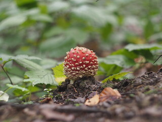 A young red fly agaric ball-shaped