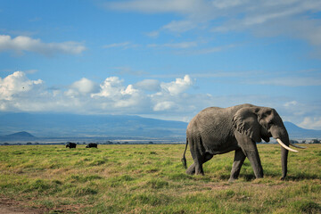 Fototapeta na wymiar African elephant walking lonely on the masai mara kenya
