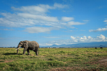 Naklejka na ściany i meble African elephant walking lonely on the masai mara kenya