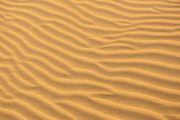 Fototapeta na wymiar Texture, Waves of sand dune . Background texture of clean yellow sand on windy desert or beach.