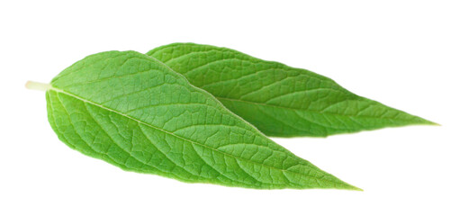 Fresh sesame leaves isolated on the white background.