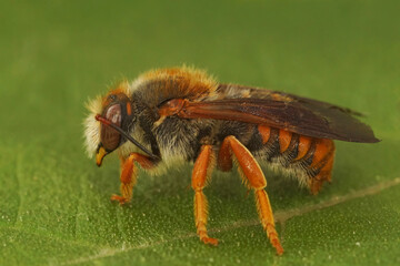 Closeup on the rare Spotted red-resin solitary bee, Rhodanthidium sticticum