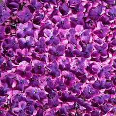 spring soft violet lilac flowers, natural seasonal floral background.	