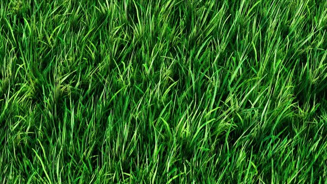 Closeup of Grass Lawn Park Ground