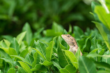 Selective focus of a Oriental garden lizard hiding on a tree branch with blurred background.
