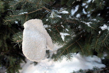 A forgotten mitten hangs on a spruce branch on a winter day.