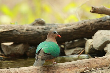 Emerald pigeon in the forest of Thailand