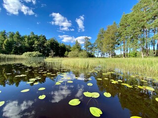Obraz na płótnie Canvas Lake with water lilies