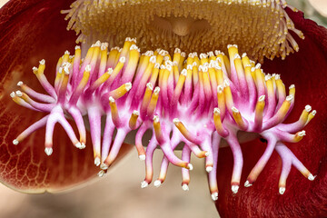 Macro Close-up shot of a Couroupita guianensis or Cannon Ball Flower