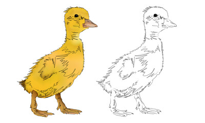 Messy duckling hand drawn isolated cartoon duck illustration artwork high resolution png