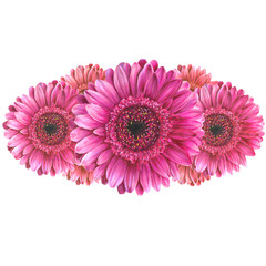 Decorative floral element on a transparent background made of hand drawn realistic illustrations of pink gerbera flowers