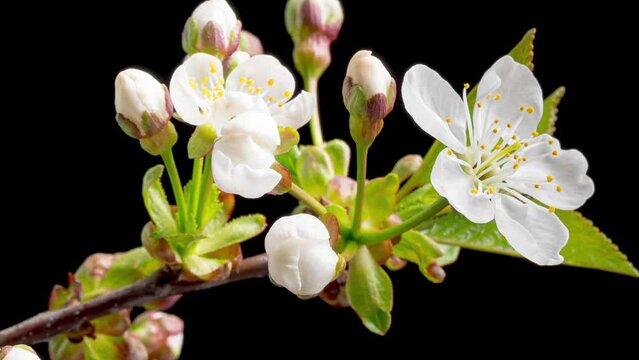 Time Lapse of blooming white Cherry flowers on black background. Spring timelapse of flowering flowers on branches Cherry tree.