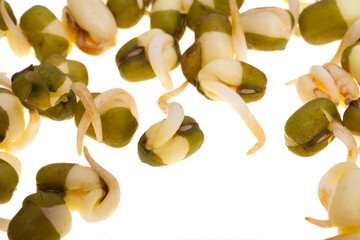 sprouted mung bean isolated