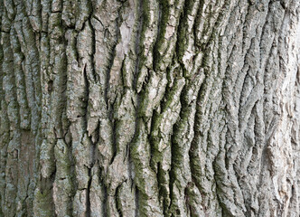 oak bark background close up