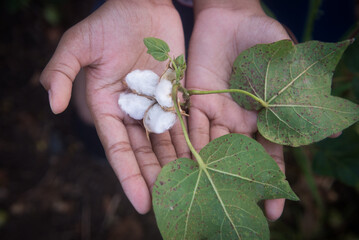 An open cotton bud with leaves on the palm. A cotton crop or agricultural product from the farm. Organic cotton farming.