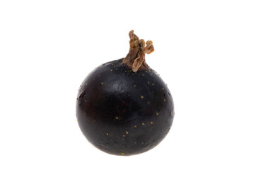 blackcurrant berries isolated