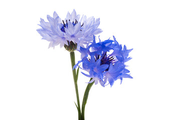 flower cornflower isolated