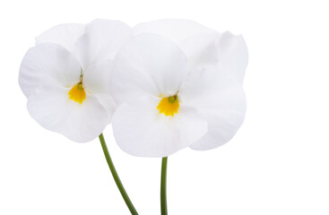 Fototapeta premium white violet flower isolated