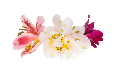 alstroemeria flower isolated