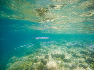 Naklejka na ściany i meble abstract underwater background of clear blue tropical sea