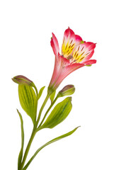 alstroemeria flower isolated