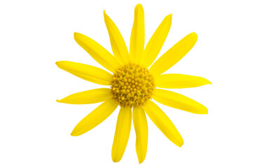 yellow meadow flower isolated