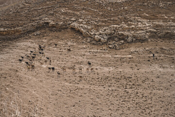 Goat Herd and Shepherd in the Jordan Countryside on the Slope of an Arid Hill