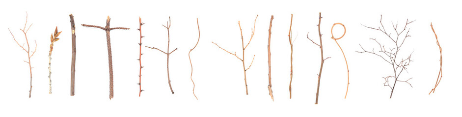 Set of different dry tree branches on white background, top view