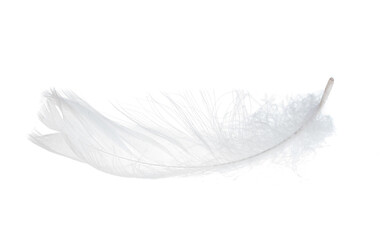 swan feather isolated