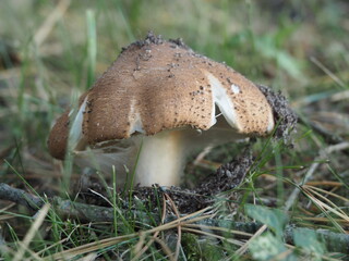 Unknown agaric mushroom