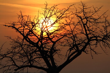 contre jour, fond d'écran, arbre, coucher de soleil, ciel, nature, hiver, silhouette, branchages, automnal, paysage, lever du soleil, foncé, beau, noir