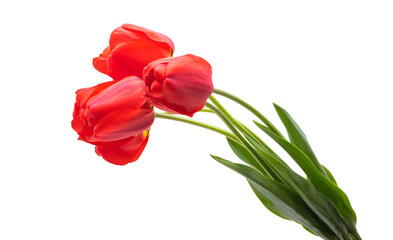 Obraz premium tulips isolated