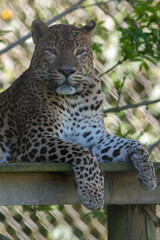 Male Sri Lankan leopard resting on wooden platform. In captivity at Banham Zoo in Norfolk, UK