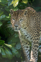 Fototapeta na wymiar Male Sri Lankan leopard. In captivity at Banham Zoo in Norfolk, UK