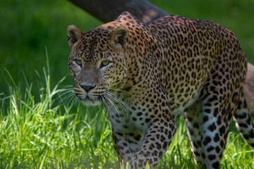 Fototapeta na wymiar Male Sri Lankan leopard prowling. In captivity at Banham Zoo in Norfolk, UK
