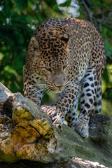 Naklejka premium Male Sri Lankan leopard walking/on the prowl atop log/branch. In captivity at Banham Zoo in Norfolk, UK