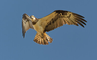 Fischadler (Pandion haliaetus)